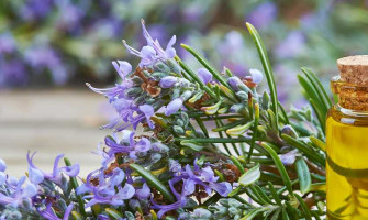 Unlock the Aromatic Secrets of Rosemary Essential Oil: A Guide to Natural Wellness